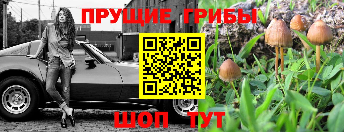 Псилоцибиновые грибы мицелий Гай